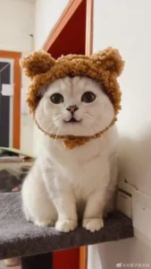 e7cbd6de288cc6333476433e7e339e66